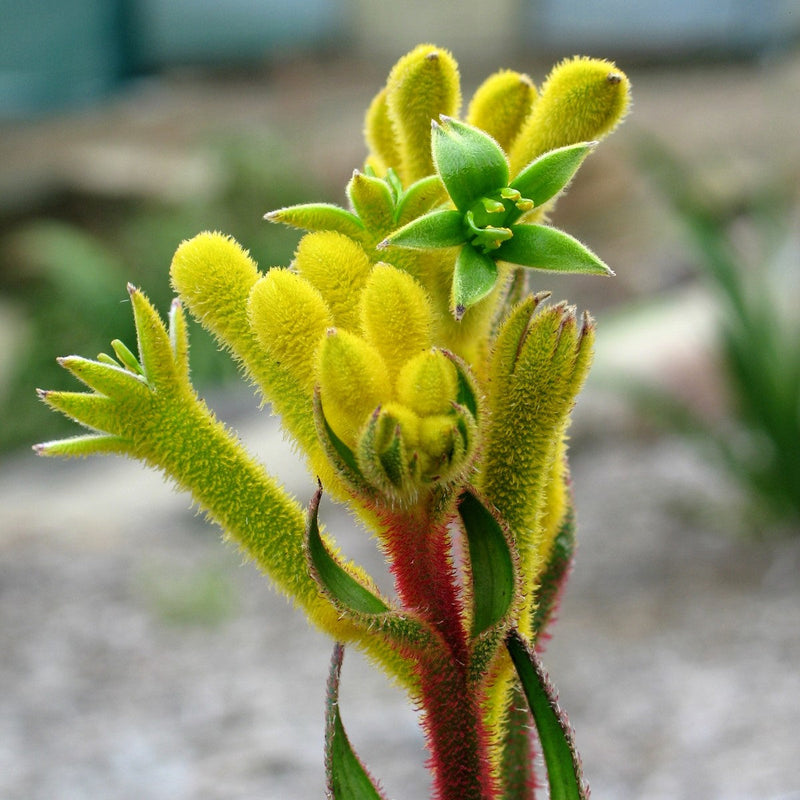 Anigozanthos - BUSH BONANZA - Kangaroo Paw 'Rambubona' PBR