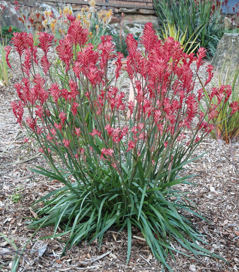 Anigozanthos - BUSH CRYSTAL - Kangaroo Paw 'Rambostal' PBR