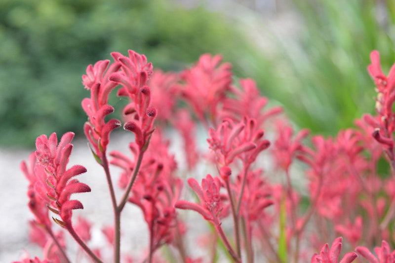 Anigozanthos - BUSH CRYSTAL - Kangaroo Paw 'Rambostal' PBR