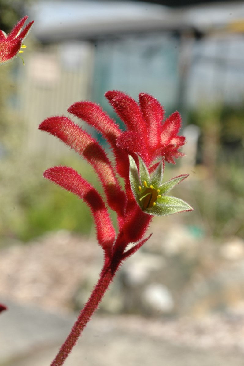 Anigozanthos - BUSH CRYSTAL - Kangaroo Paw 'Rambostal' PBR