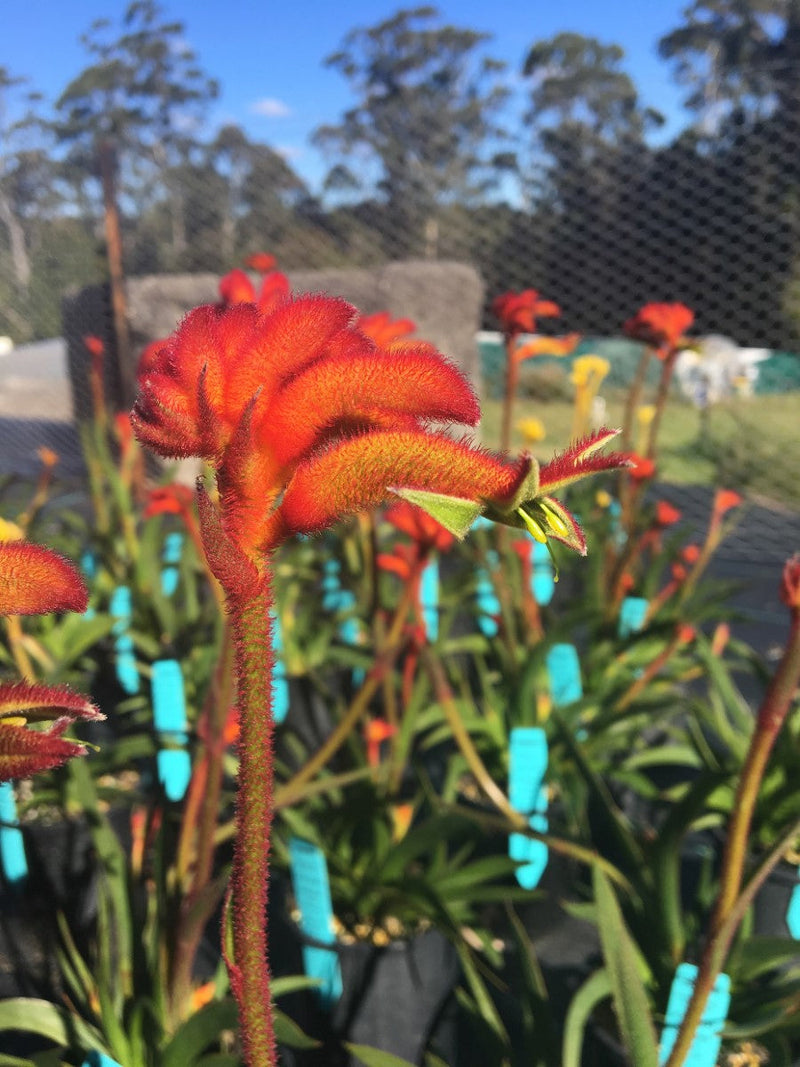 Anigozanthos - BUSH FLARE - Kangaroo Paw 'Ramboflare' PBR