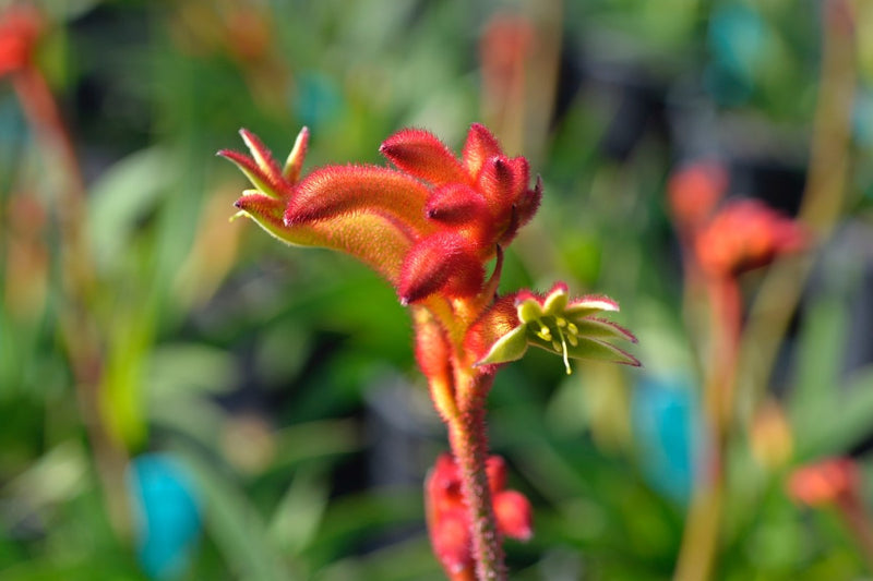 Anigozanthos - BUSH FLARE - Kangaroo Paw 'Ramboflare' PBR