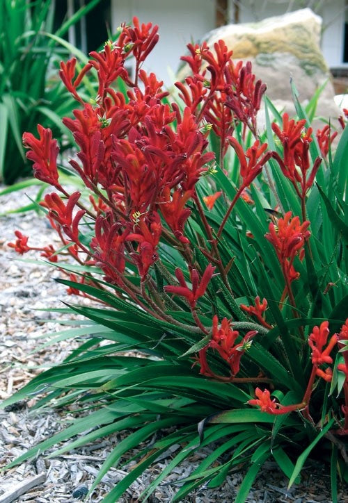 Anigozanthos - BUSH INFERNO - Kangaroo Paw 'Bush Inferno' PBR