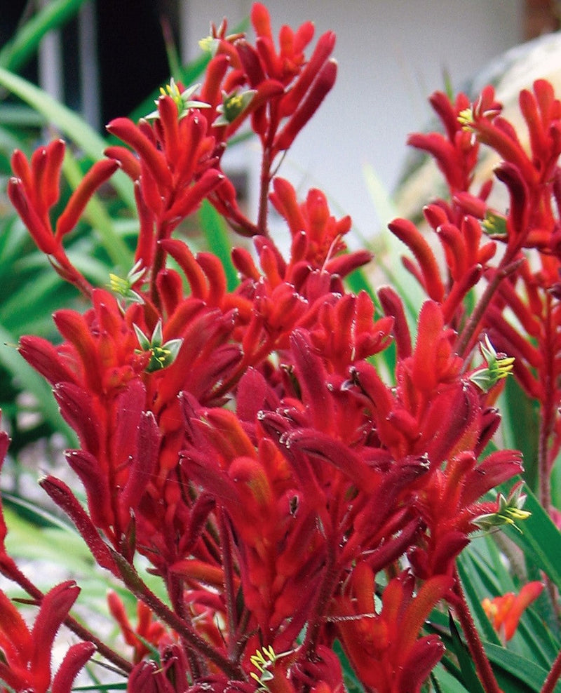 Anigozanthos - BUSH INFERNO - Kangaroo Paw 'Bush Inferno' PBR