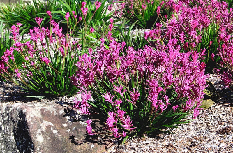 Anigozanthos - BUSH PEARL - Kangaroo Paw