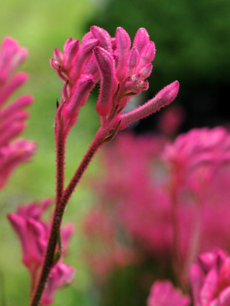 Anigozanthos - BUSH PEARL - Kangaroo Paw