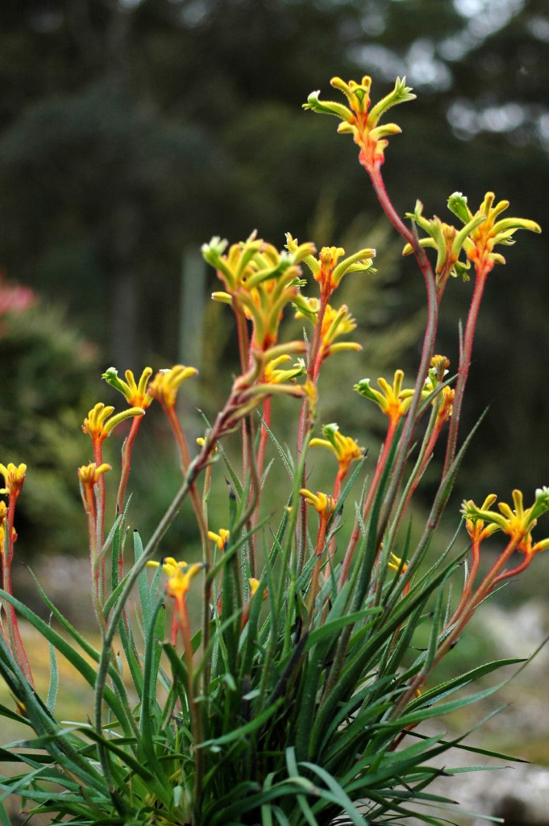 Anigozanthos - BUSH TENACITY - Kangaroo Paw 'Rambocity' PBR