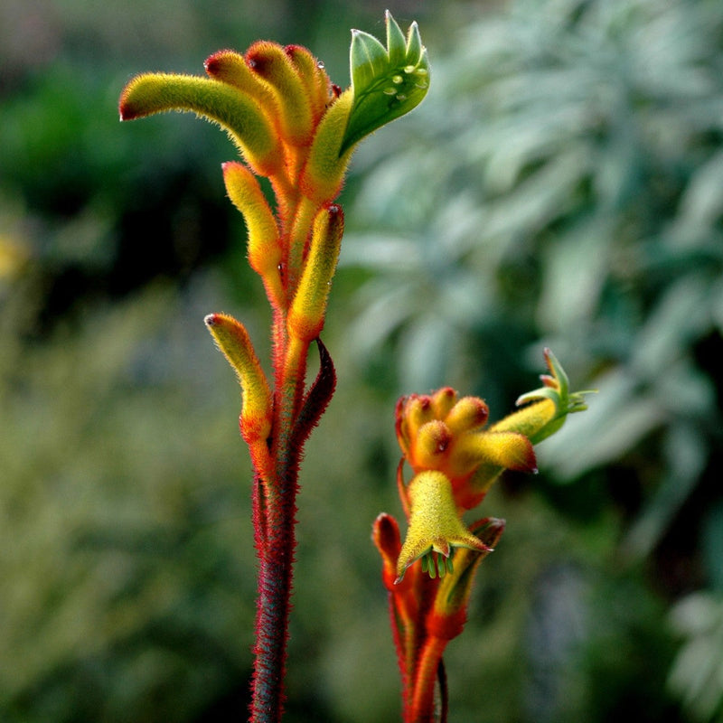 Anigozanthos - BUSH TENACITY - Kangaroo Paw 'Rambocity' PBR