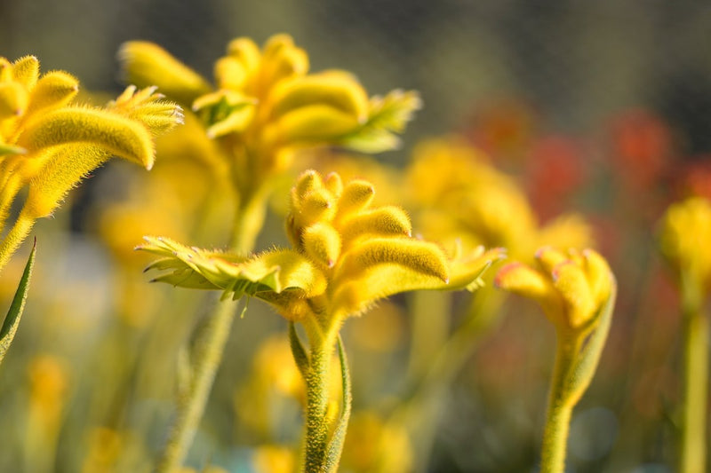 Anigozanthos - BUSH ZEST - Kangaroo Paw 'Rambozest' PBR