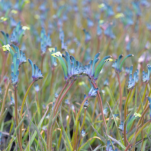 Anigozanthos - Celebrations® MASQUERADE™ - Kangaroo Paw 'KPMASQ' PBR