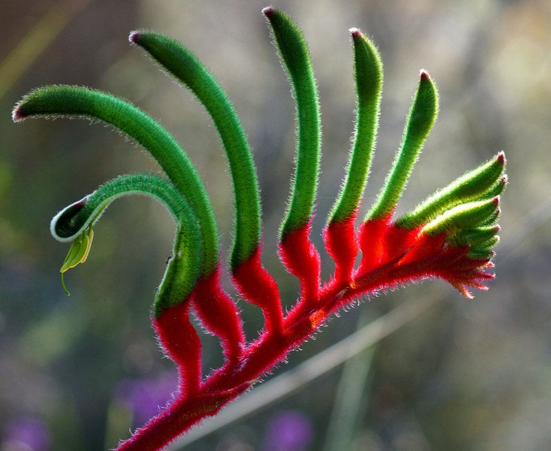 Anigozanthos - ROYAL CHEER - Kangaroo Paw