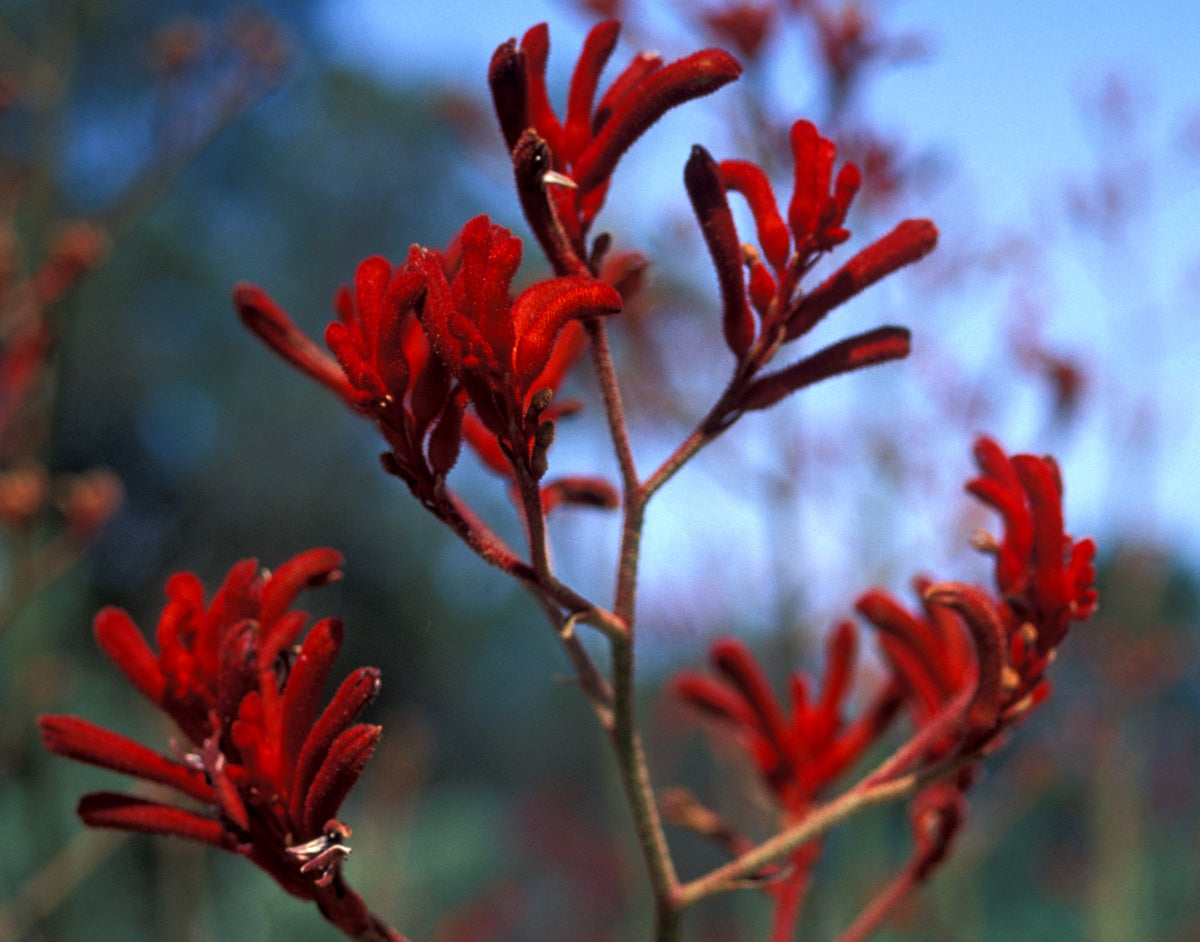 Anigozanthos flavidus - RED - Kangaroo Paw