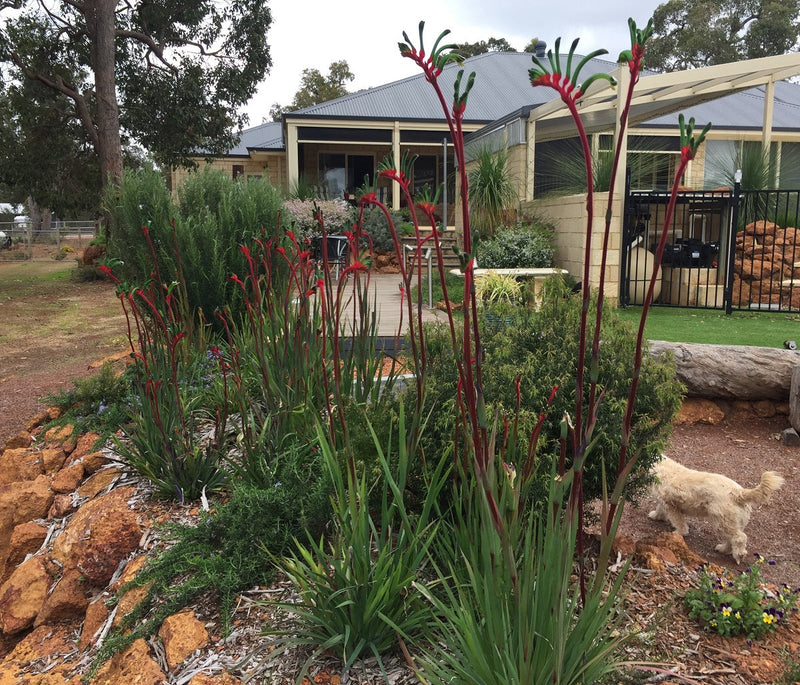 Anigozanthos manglesii - Mangles Kangaroo Paw