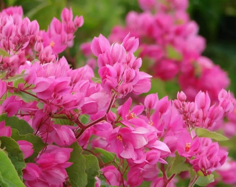 Antigonon leptopus - Mexican Creeper