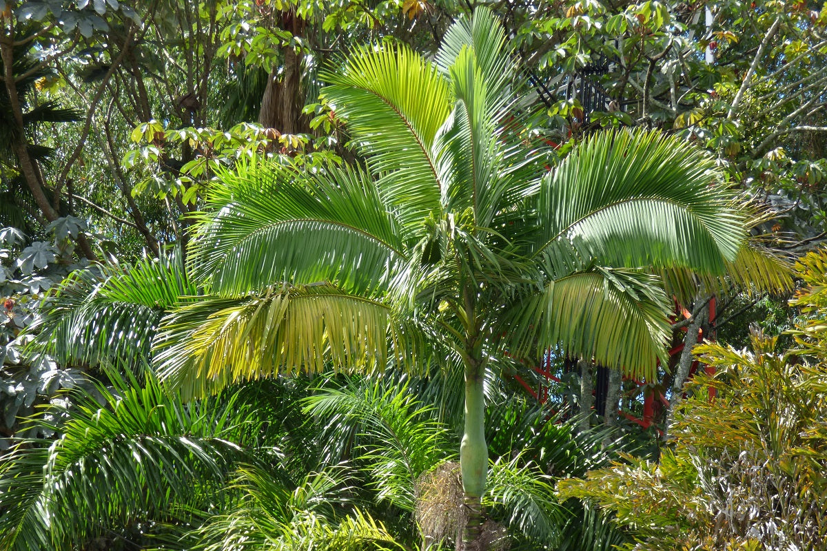 Archontophoenix alexandrae - Alexander Palm