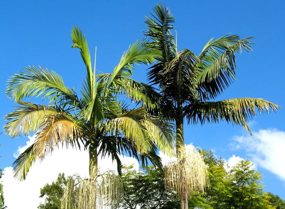 Archontophoenix cunninghamiana - Bangalow Palm