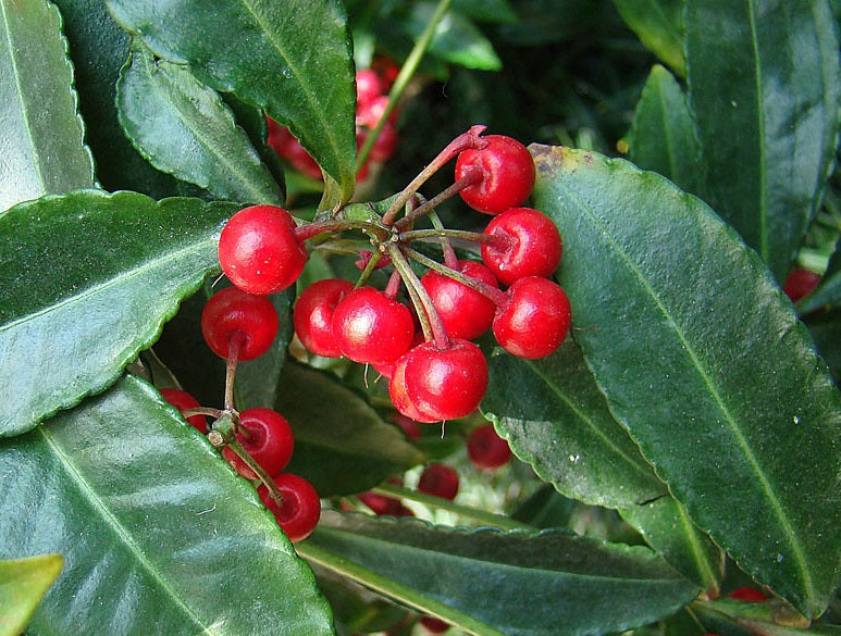 Ardisia crispa - Japanese Holly