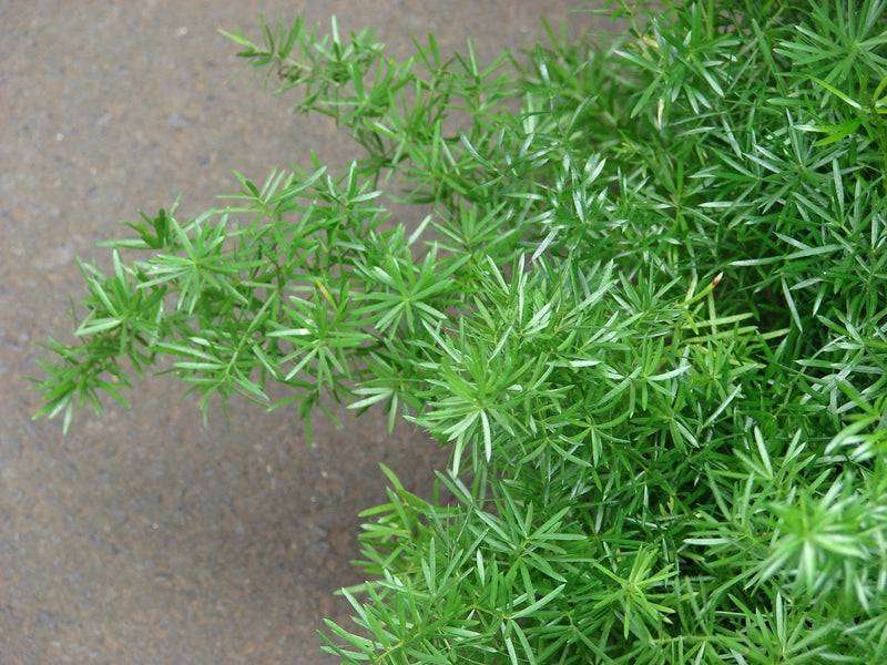 Asparagus densiflorus - Sprengeri Fern