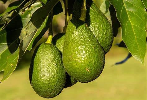 Persea americana - HASS - Avocado