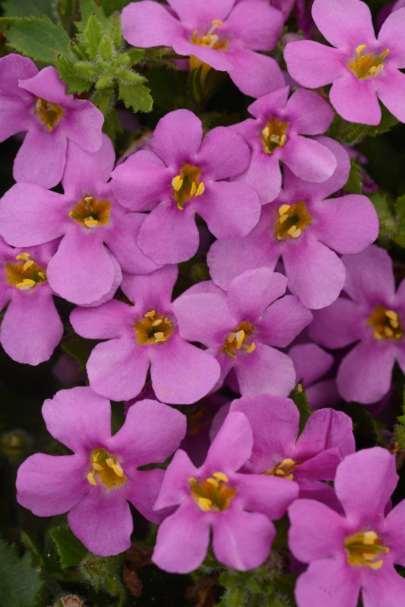 Chaenostoma cordatum - Megacopa™ PINK - Bacopa