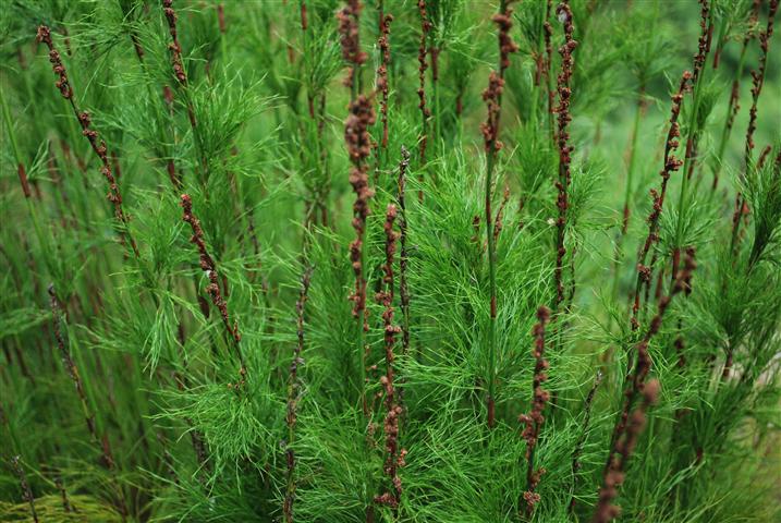 Baloskion tetraphyllum - GREEN WEDGE - Tassel-Rush