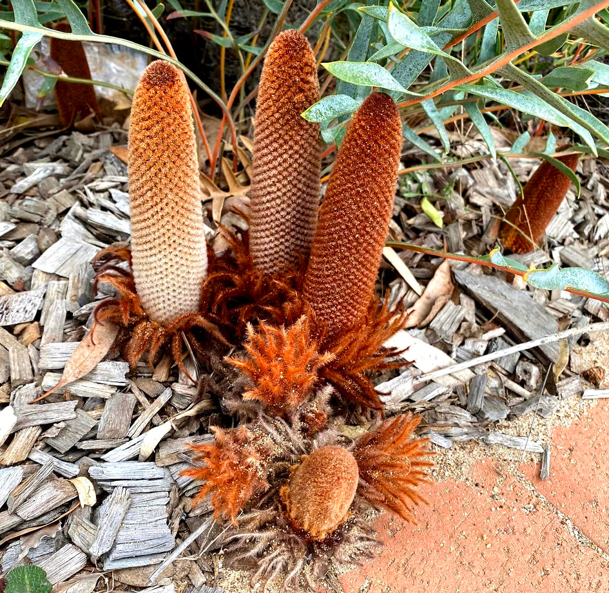 Banksia blechnifolia - Southern Blechnum Banksia