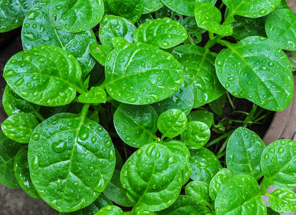 Spinach Malabar - Basella alba