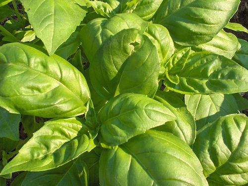 Basil - PESTO - Ocimum basilicum