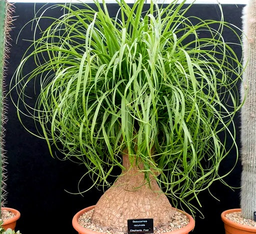 Beaucarnea recurvata - Ponytail Palm