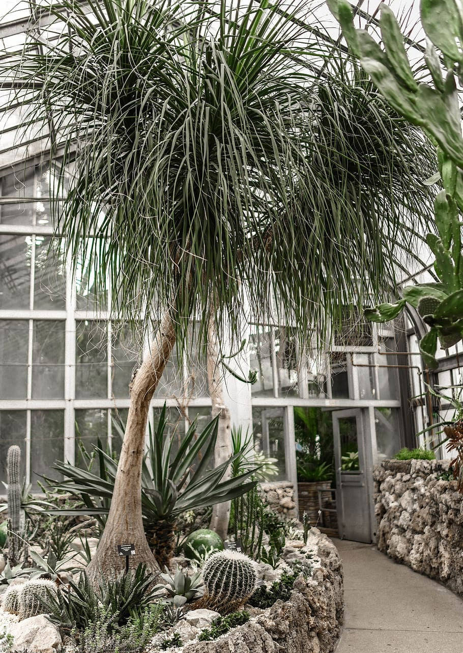 Beaucarnea recurvata - Ponytail Palm