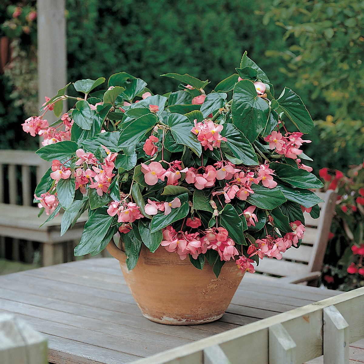 Begonia - Dragon Wing® PINK