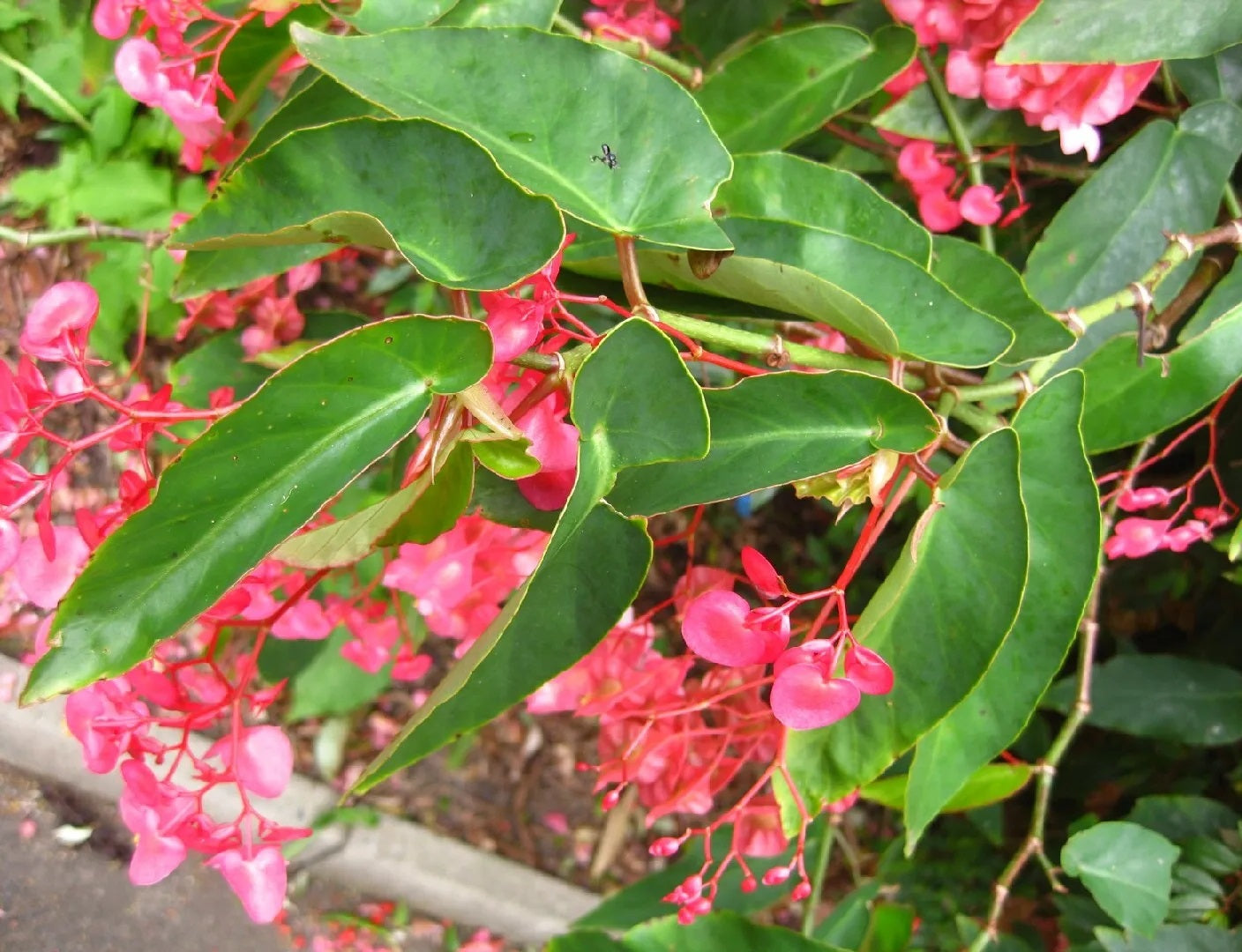 Begonia - Dragon Wing® PINK