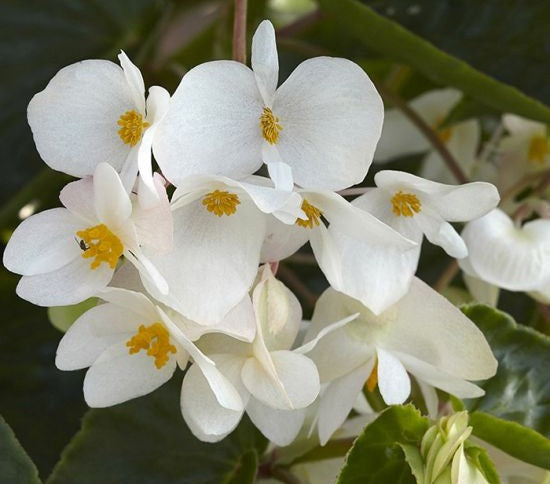 Begonia - Dragon Wing® WHITE