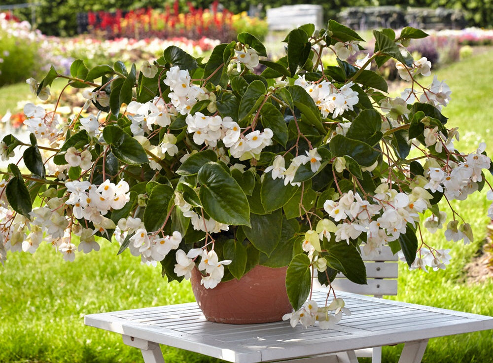 Begonia - Dragon Wing® WHITE