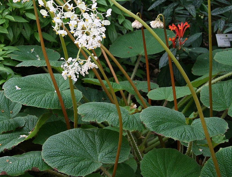 Begonia acida - Little White Fairy