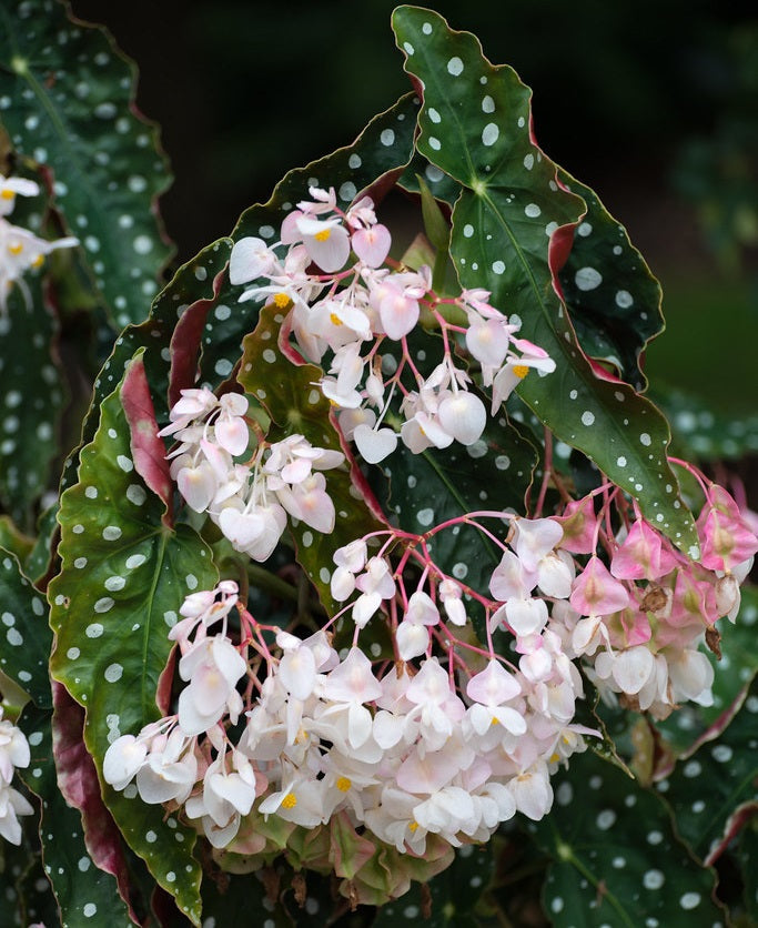 Begonia maculata - WIGHTII - Polka Dot Plant