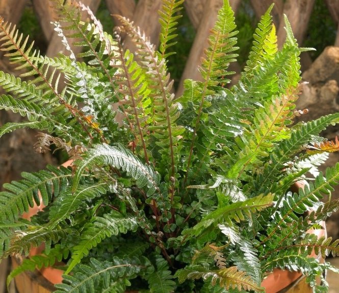 Blechnum medium - Common Rasp Fern