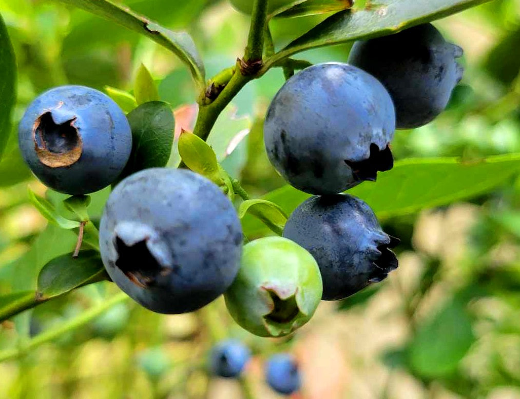 Vaccinium - BURST® - Blueberry 'EB 8-30' PBR