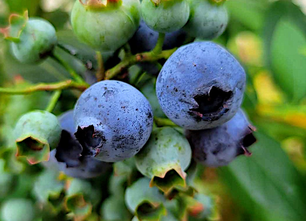 Vaccinium - KISSES® - Blueberry 'MB007' PBR