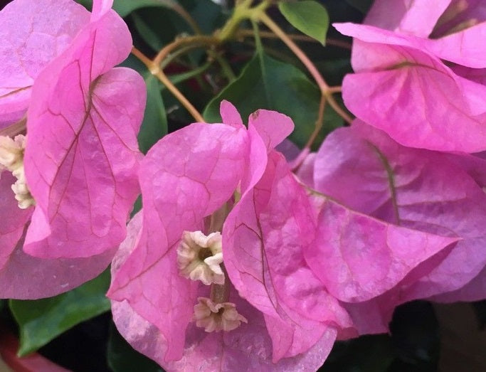 Bougainvillea - Bambino™ NINGILI