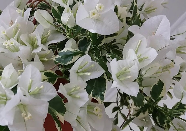 Bougainvillea - Bambino™ PANDA