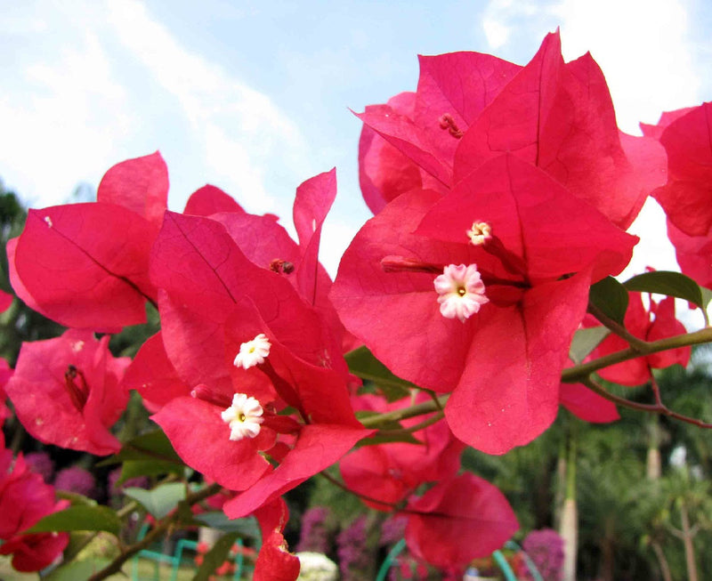 Bougainvillea - MRS BUTT