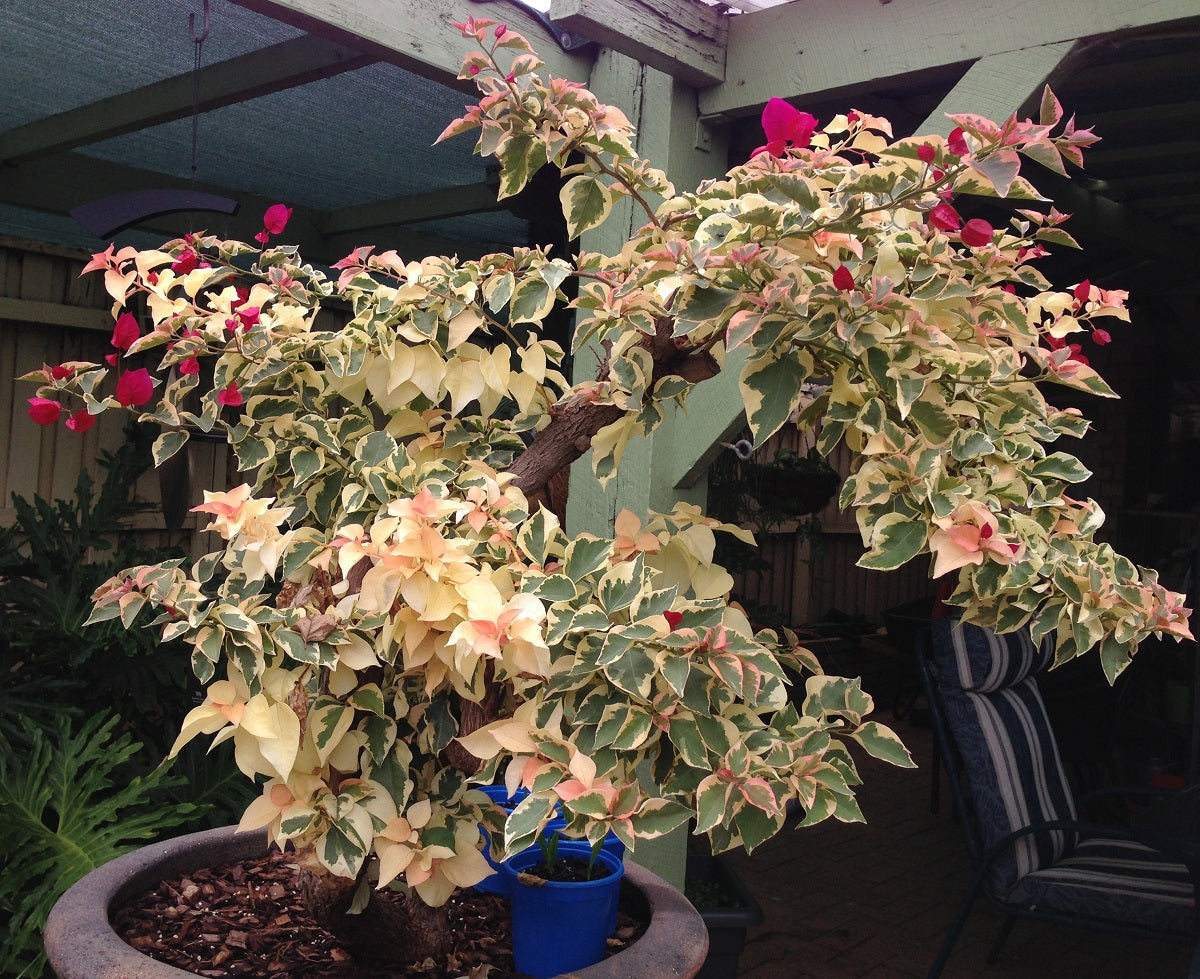 Bougainvillea - RASPBERRY ICE