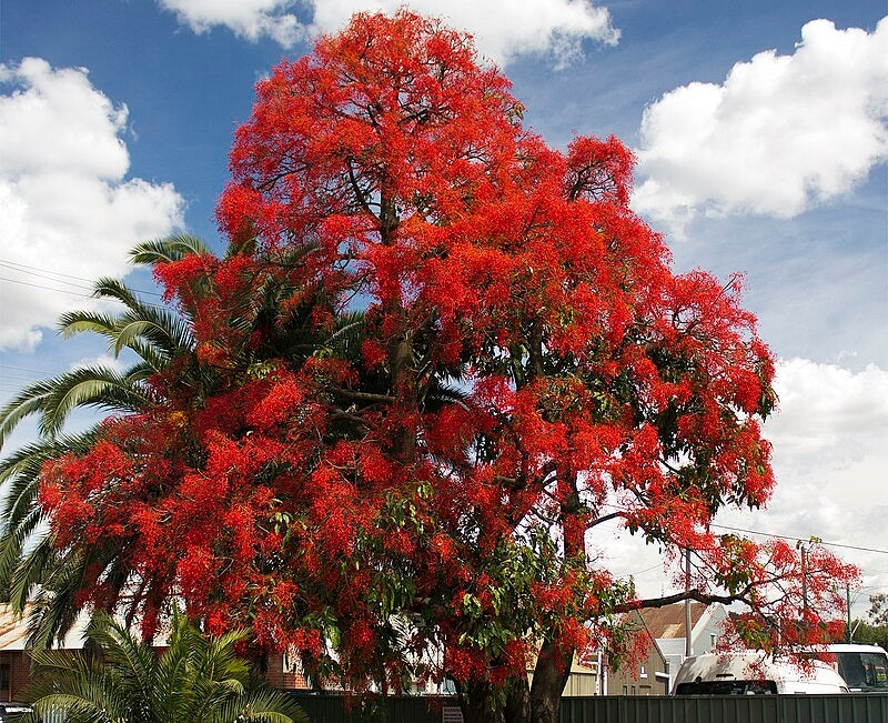 Brachychiton acerifolius - Flame Bottletree