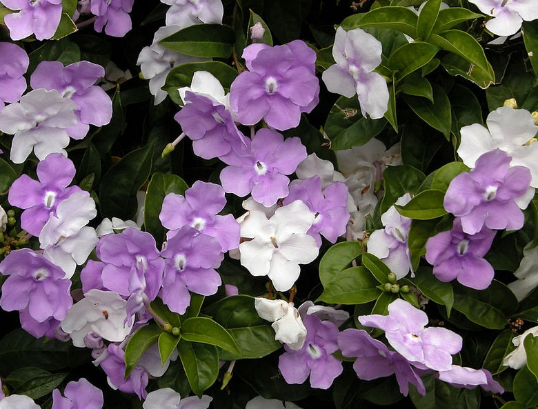 Brunfelsia latifolia - SWEET PETITE - Dwarf Yesterday Today and Tomorrow