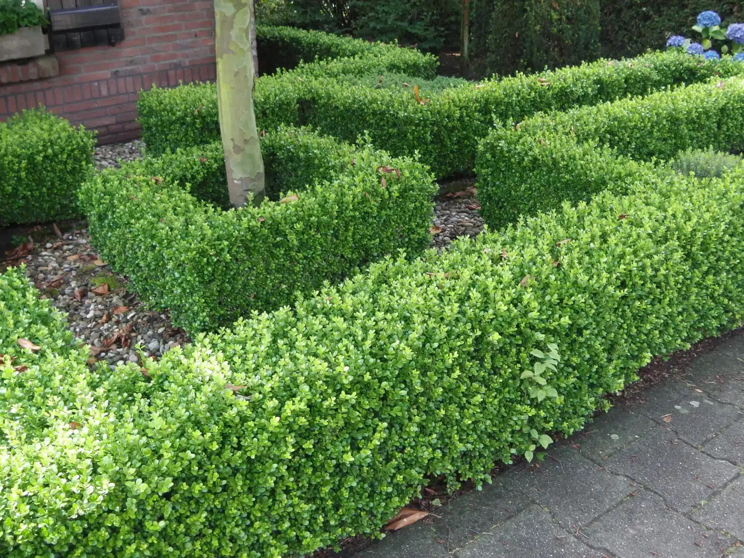 Buxus microphylla - FAULKNER - Dwarf Japanese Box