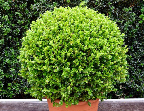 Buxus microphylla - FAULKNER - Dwarf Japanese Box