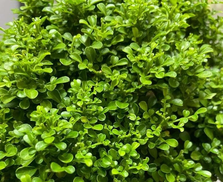 Buxus microphylla japonica - Japanese Box