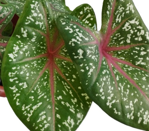 Caladium bicolor - RED STAR - Angel Wings