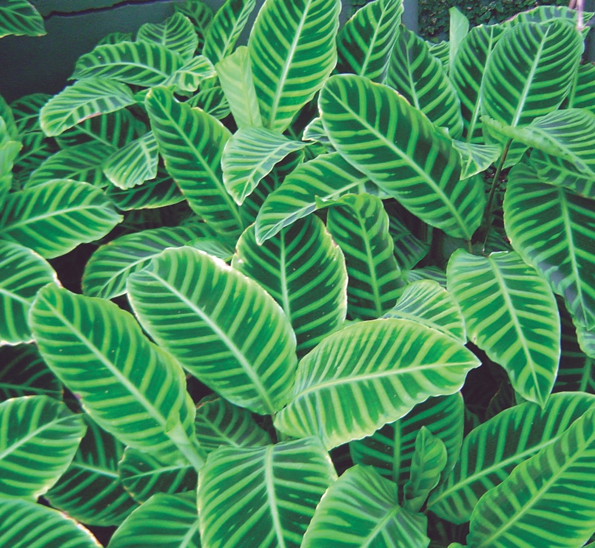 Goeppertia zebrina - Zebra Plant Calathea